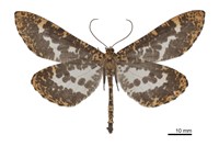 藏品(狹翅豹紋尺蛾)的圖片